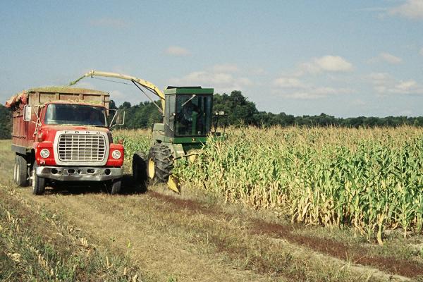 chopping corn silage