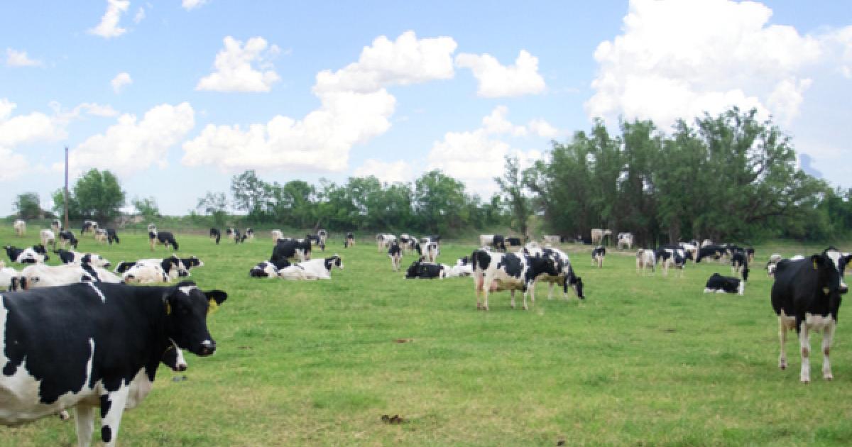 Challenges Continue Despite $2B In USDA Pandemic Assistance For Dairy ...