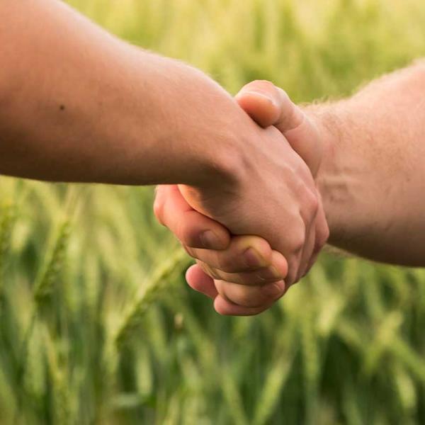 Focused view of two people shaking hands while standing in a wheat field.