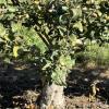 A grafted apple tree with an old variety trunk and new variety growing out of it.